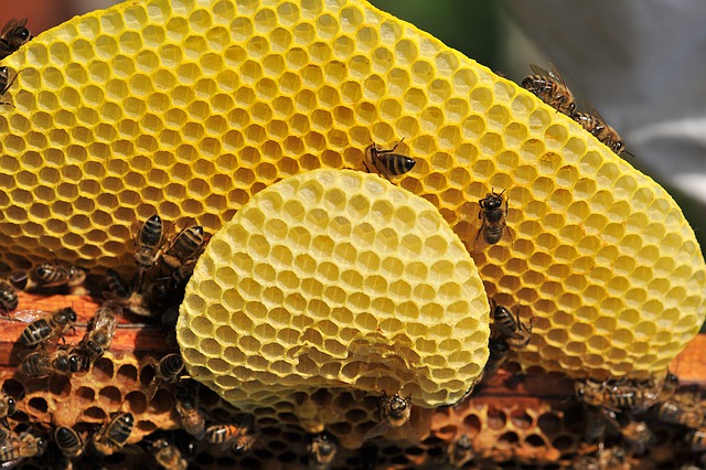 Včelí plástev